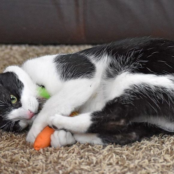 OurPets 100-Percent North American Catnip Filled Carrot Cat Toy 24 Karat - Picture 3 of 7